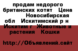 продам недорого британских котят › Цена ­ 1 000 - Новосибирская обл., Искитимский р-н, Искитим г. Животные и растения » Кошки   